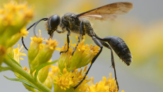 Solidago: The Unsung Hero of Abandoned Spaces